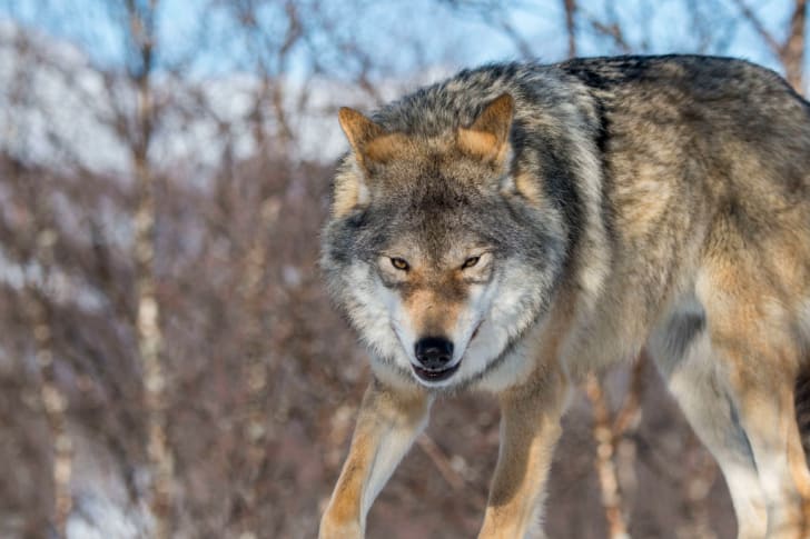 Close-up of a gray wolf in winter landscape