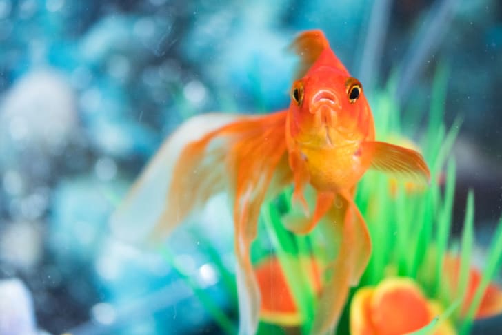 Orange veiltail goldfish pet in home aquarium