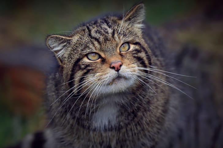 A portrait of a Scottish wildcat