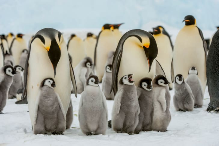 Emperor penguins (Aptenodytes forsteri) with chicks in Antarctica