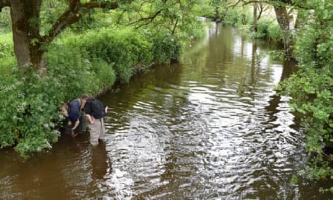 Members of the Saving Devon's Native Crayfish project team check traps in the River Culm