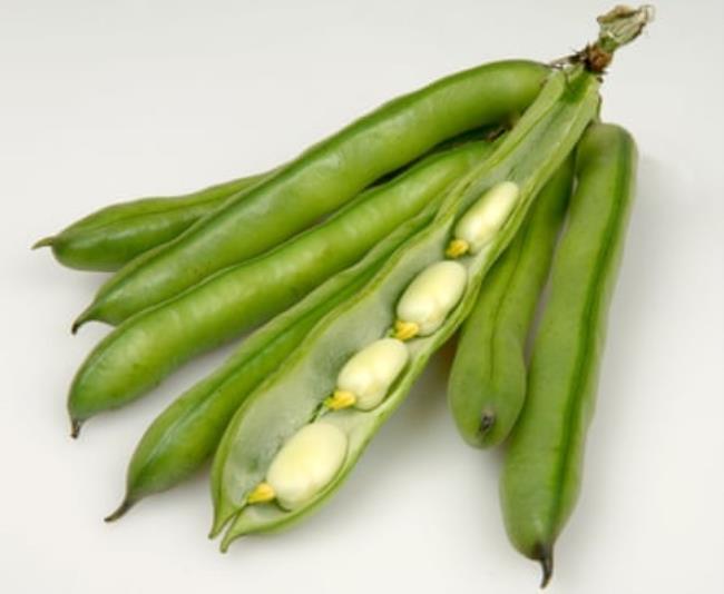 Six pods of broad beans with one opened to show four mature beans in a row