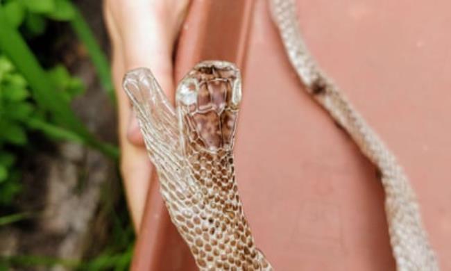 The head of the grass snake skin.