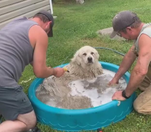 A dog gets a bath in a small pool in a yard.