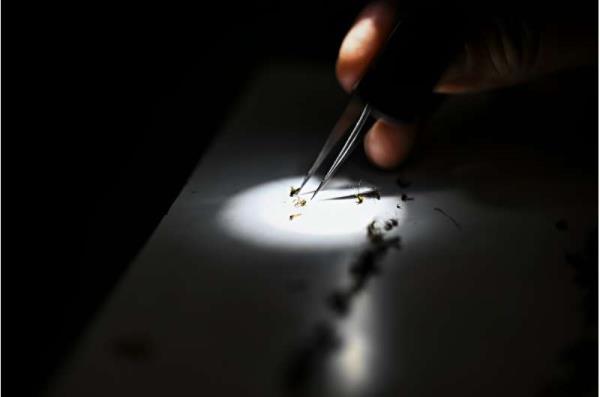 Health officials at Sarasota County Mosquito Management Services study specimens of anopheles mosquitoes that cause malaria, in Sarasota, Florida