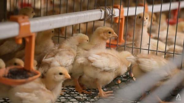 Full-body showers and disinfectant foot dips: How one Singapore egg farm protects its chickens from bird flu