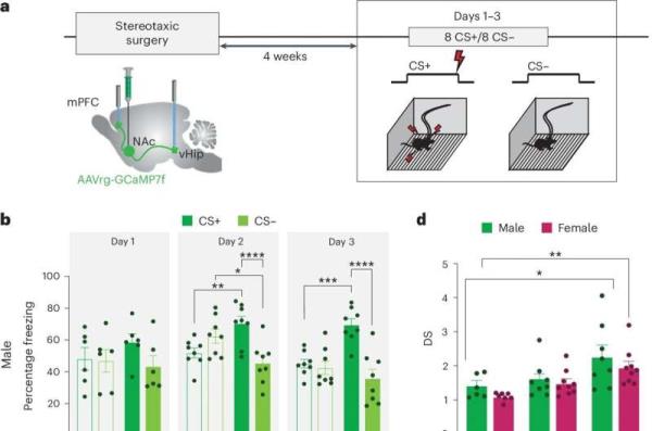 Research finds sex-ba<em></em>sed differences in how brains handle threats