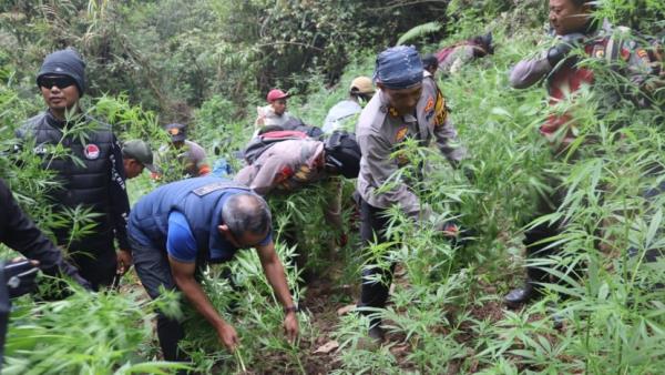 Indo<em></em>nesian police bust illegal marijuana plantation in Bromo Natio<em></em>nal Park, seize 38,000 plants