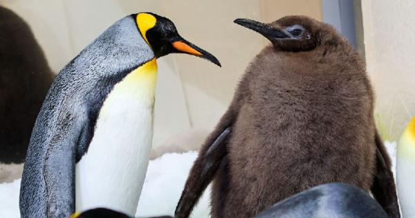 Pesto the cho<em></em>nky Australian penguin chick captivates Katy Perry and the internet