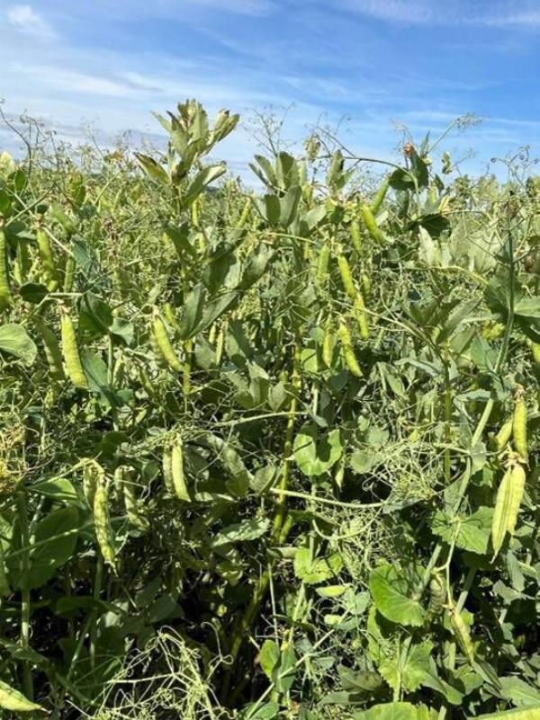 The Pea/Bean mix crop on August 1