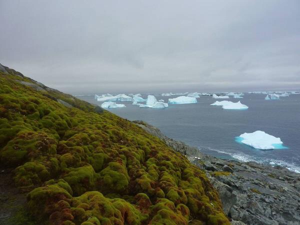 The Antarctic Peninsula — a 1,300km stretch of land in the northernmost part of the co<em></em>ntinent — could become vulnerable to invasive species as a result of the faster-than-expected greening of the icy continent. Picture: Matt Amesbury/University of Exeter/PA