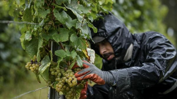 Harsh weather as climate changes brings challenges to French wine country