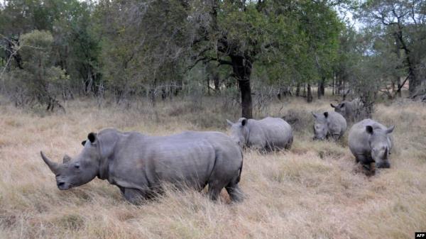 FILE - Rhinos come out from under trees at Hlane Royal Natio<em></em>nal Park, in eastern Eswatini, then Swaziland, July 1, 2010.