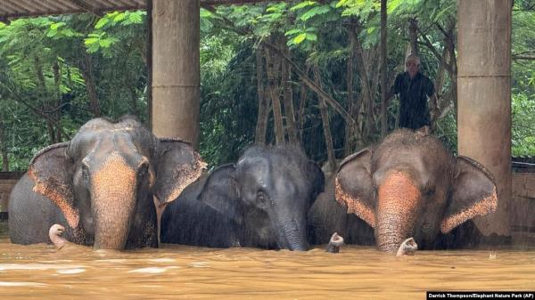 This photo provided by the Elephant Nature Park shows three of the roughly 100 elephants stuck in rising floodwaters at the park in Chiang Mai Province, Thailand, Oct. 3, 2024. (Darrick Thompson/Elephant Nature Park via AP)