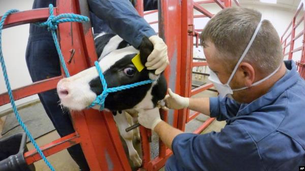 FILE - Blood is taken from a calf vaccinated against bird flu at a Natio<em></em>nal Animal Disease Center facility in Ames, Iowa, July 31, 2024. It was reported Oct. 3, 2024, that California is looking at a possible case of bird flu in a dairy worker. (USDA photo)