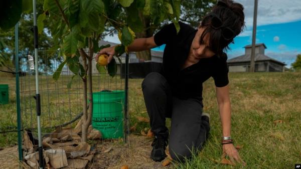 Valerie Libbey picks up a ripe pawpaw, Sept. 18, 2024, at her farm in Washington Court House, Ohio.