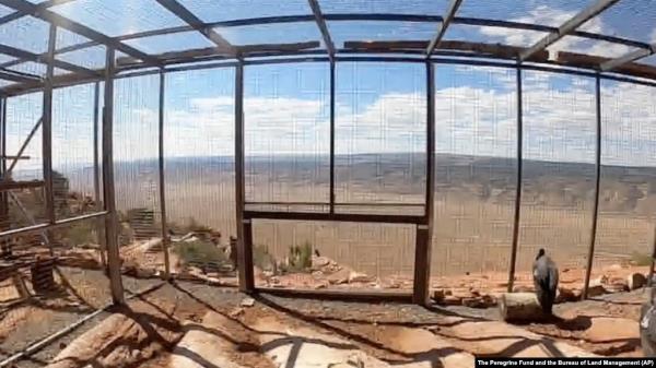 This photo provided by The Peregrine Fund and the Bureau of Land Management shows California co<em></em>ndors inside a pen before being released on Sept. 28, 2024 from Vermillion Cliffs Natio<em></em>nal Mo<em></em>nument in Arizona, a<em></em>bout 80 kilometers from the Grand Canyon's North Rim.