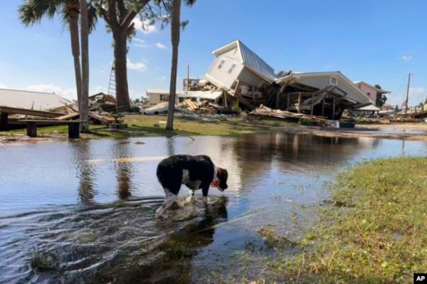 A dog wades through floodwaters near collapsed homes in Dekle Beach on the coast of rural Taylor County, Florida, Sept. 27, 2024.