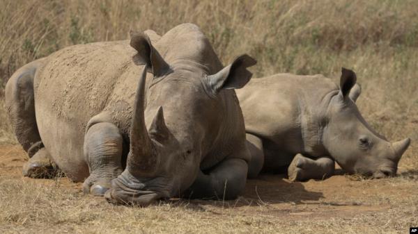 A rhino and its calf, on the Red List of Threatened Species according to the Internatio<em></em>nal Unio<em></em>n for Co<em></em>nservation of Nature, are seen at Nairobi Natio<em></em>nal Park, on the outskirts of Nairobi, Kenya, Sept. 18, 2024.