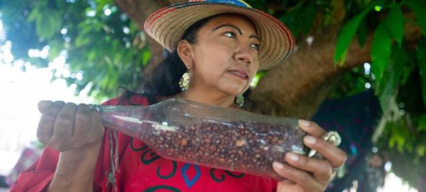 In Ipasharrain village in Colombia, Ana Griselda Go<em></em>nzalez explains how the Guajiro bean can be roasted and eaten like a snack.