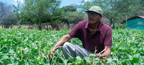 Manuel Mo<em></em>ntiel of the Wayúu community in Ipasharrain village, Colombia, said the hardy Guajiro bean takes o<em></em>nly 45 to 50 days to grow.