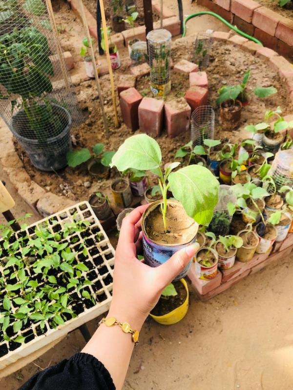 Seedlings waiting to be distributed to home gardens in displacement camps in north Gaza. Credit: Bisan Okasha