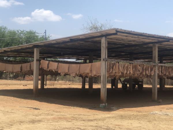 The Arteza cooperative in northeastern Brazil has built a new warehouse to expand the drying of hides and install 170 solar panels, enough to generate twice the energy currently co<em></em>nsumed by the tannery. Credit: Carlos Müller / IPS