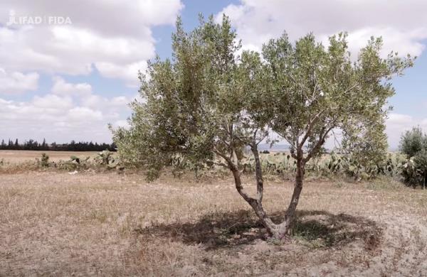 Compost made from a mixture of pine trees empty co<em></em>nes and cow dung helps olive trees grow in a sustainable way.