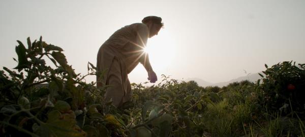 A former opium poppy farmer cultivating tomatoes in Nangarhar province, Afghanistan. (file)