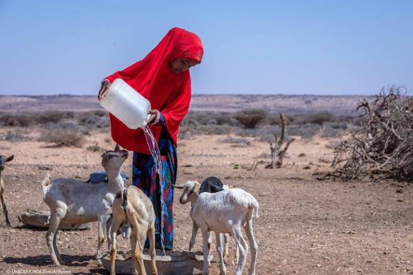 Fatuma (15) waters her goats in Puntland, Somalia. Credit: UNICEF