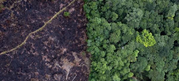 Deforestation releases carbon into the atmosphere, which fuels climate change and further harms forests.