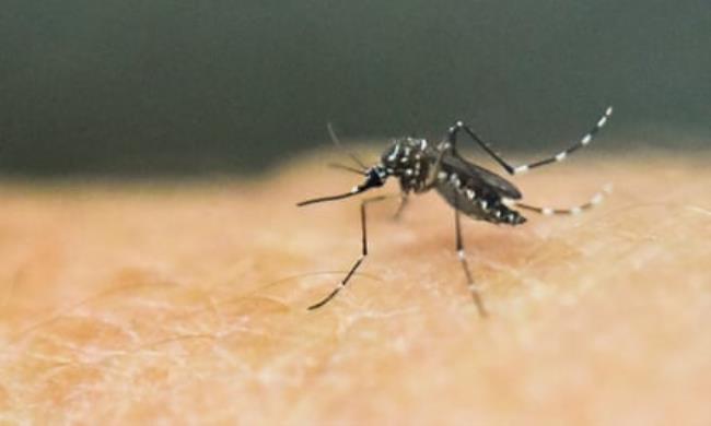 An Aedes Aegypti mosquito