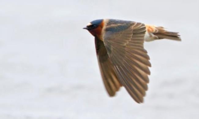 A brown-winged swallow with a blueish head seen side-on