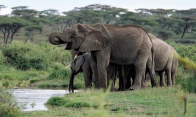 A small herd of elephants drinking from a pool