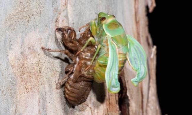 Green grocer cicada emerging as an adult