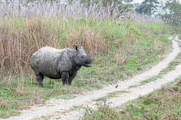 The one-horned rhino in Terai, Nepal. — MARTIJN VONK/Unsplash